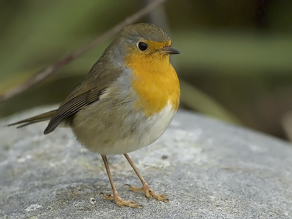 Punarinta, European Robin, Erithacus rubecula